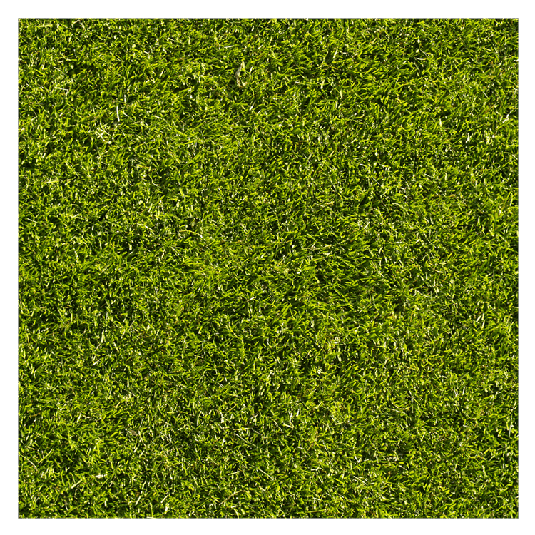 Grass