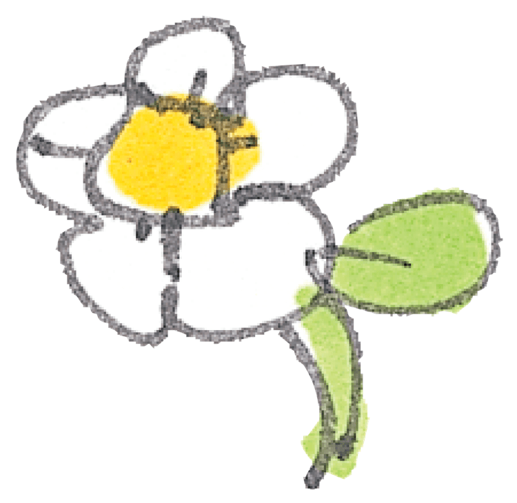 White Flower Sketch
