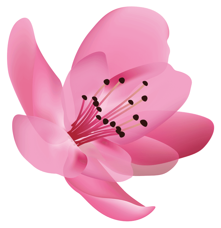 Pink Flower Photo
