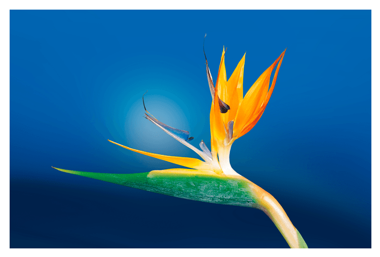 Flower Photo