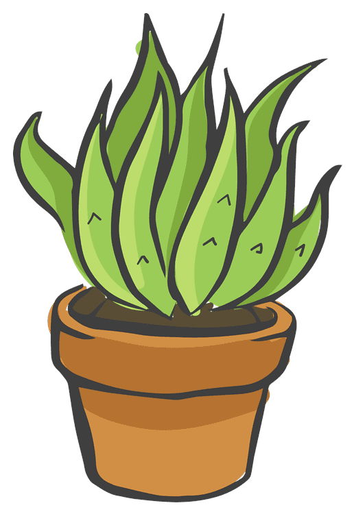 Cacti 2