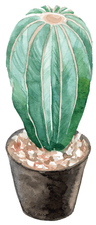Cactus 2