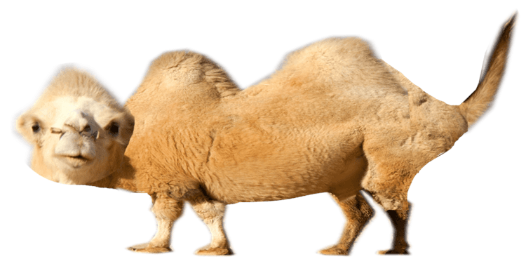assetforupload_cameltolife.png