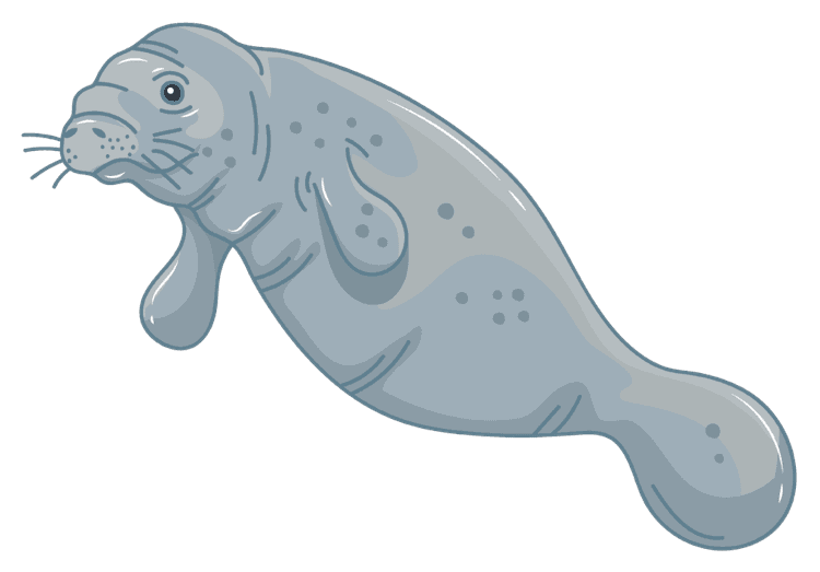 manatee 3