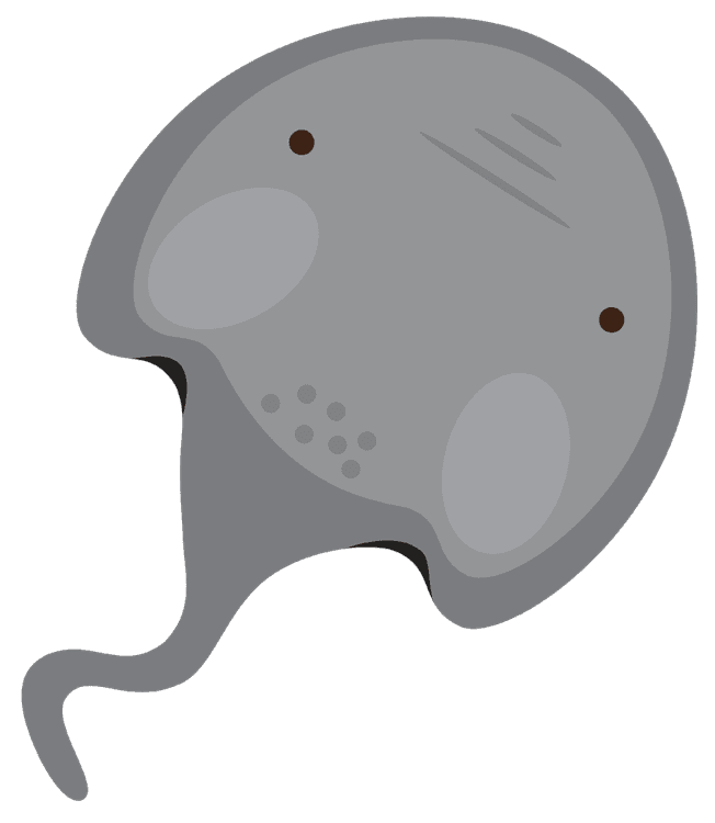 StingRay