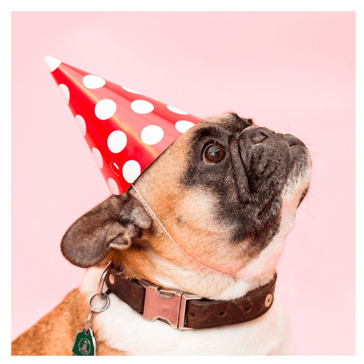Party Dog Photo