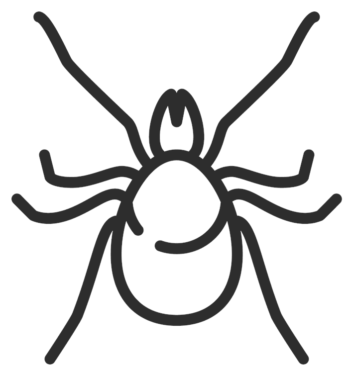 Spider Outline