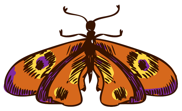 Butterfly Sketch