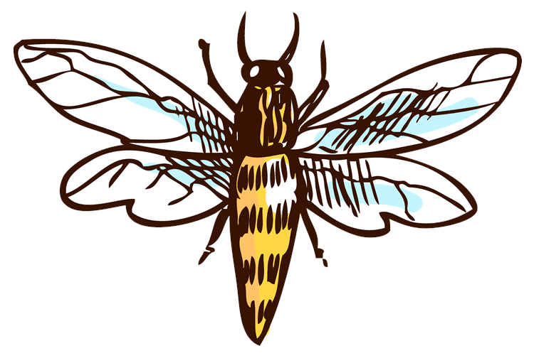 Bee Drawing 2