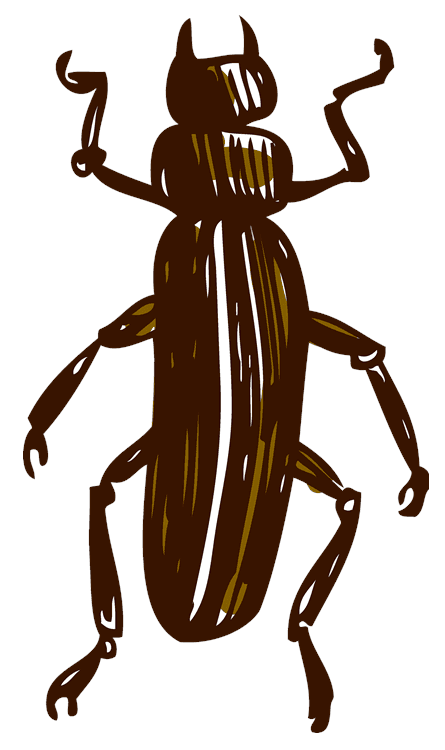 Long Beetle