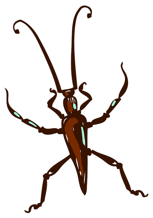 Beetle