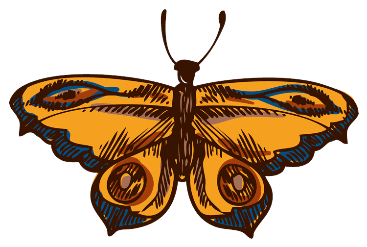 Sketched Butterfly