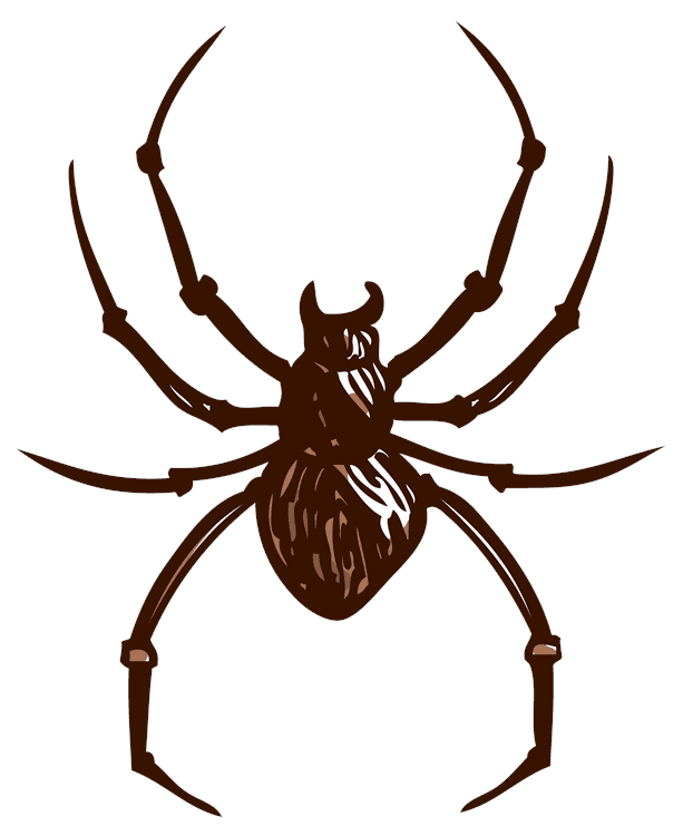 Spider