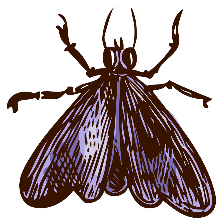Moth