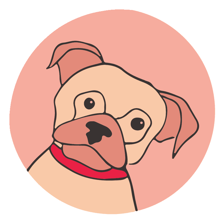 Pug on pink
