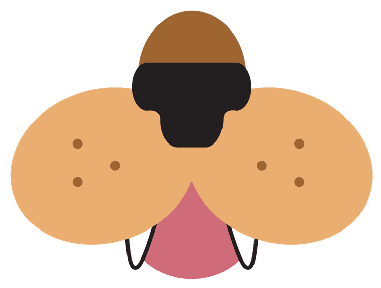 Lion Face