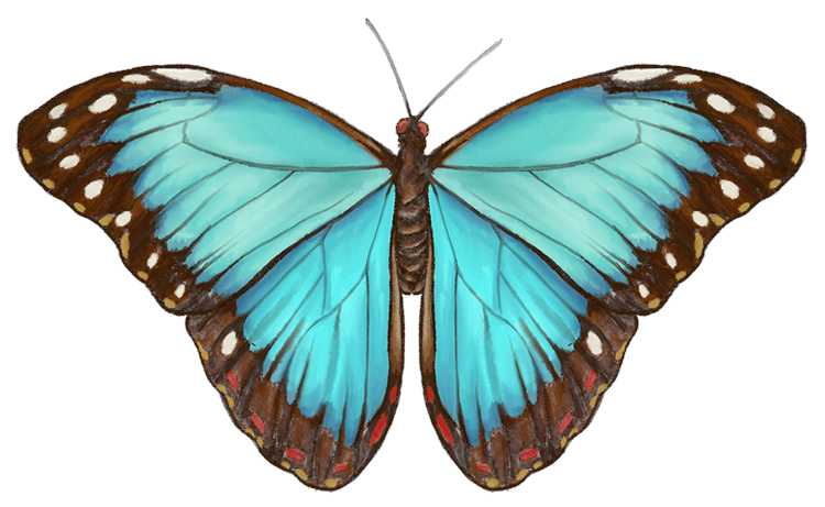 Painted Butterfly