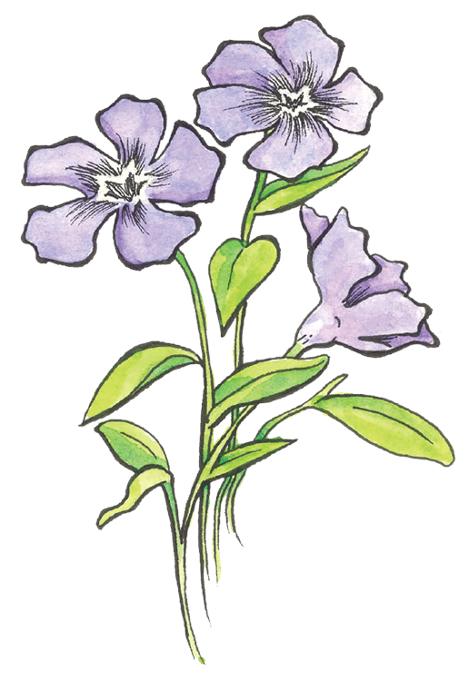 Periwinkle