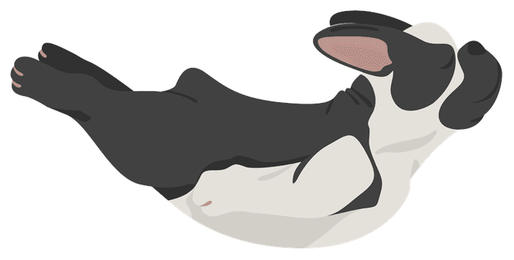 Dog Belly Single