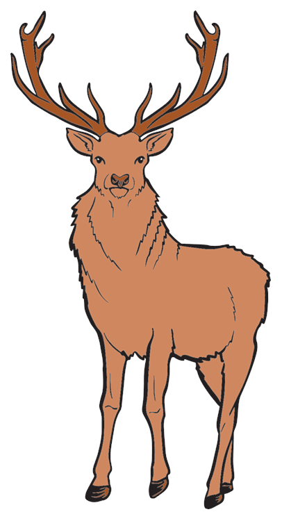 Reindeer
