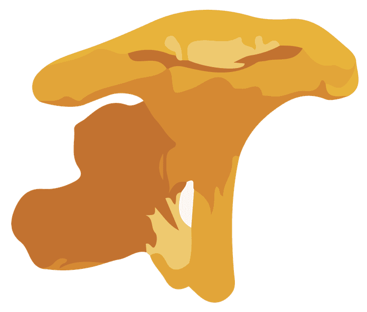 Chanterelle