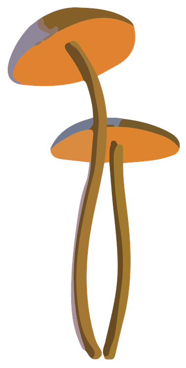 Honey Mushrooms