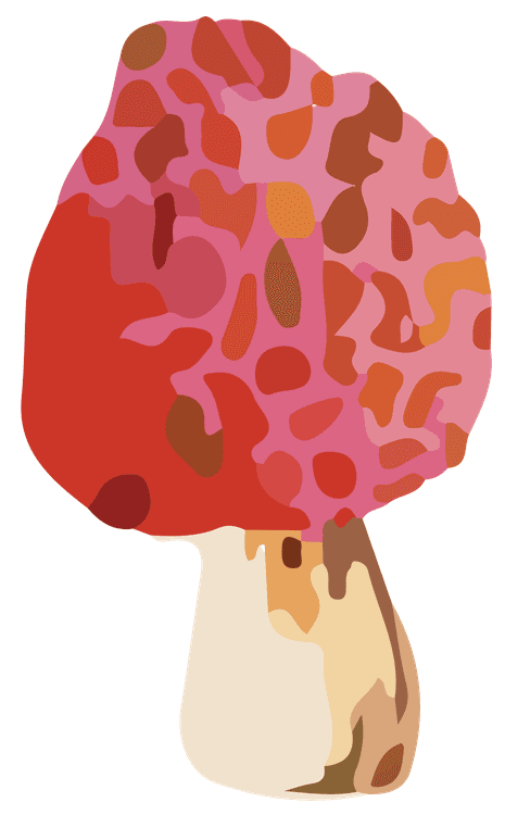 Morel