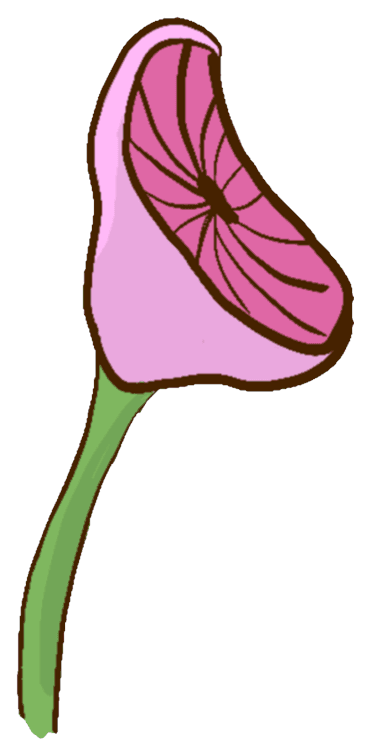 Pinkish Mushroom