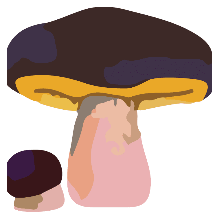 Russula Lilac