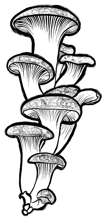 Tall Mushrooms