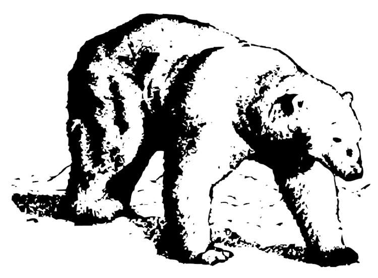 Bear Drawing