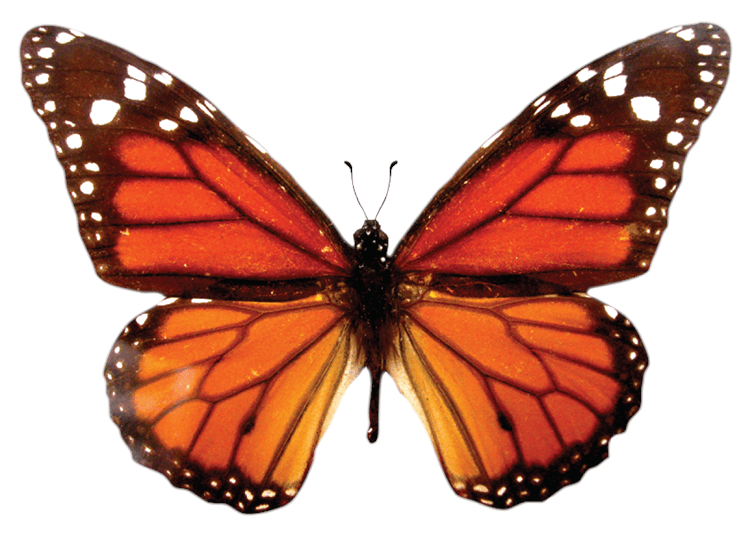 Monarch Butterfly
