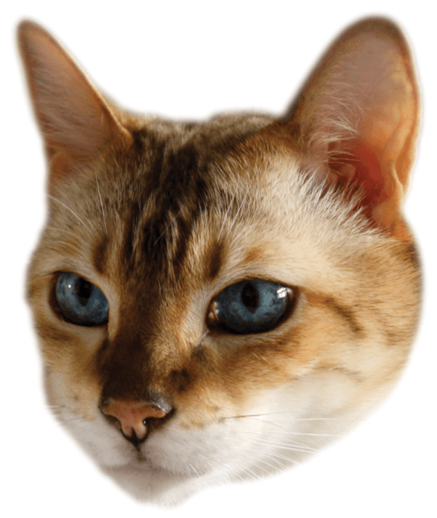 WasabiCat