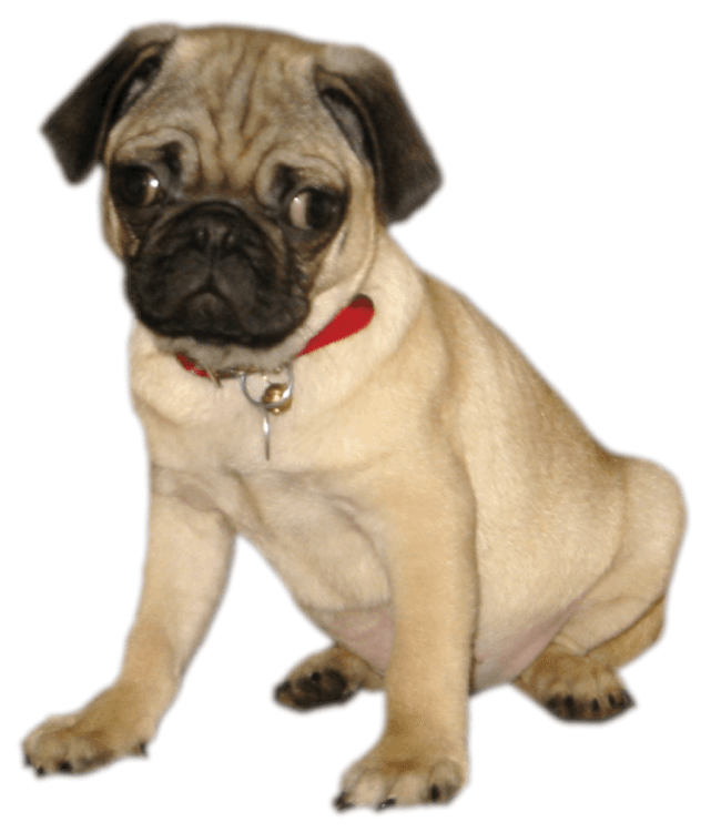 Cooper Pug Puppy