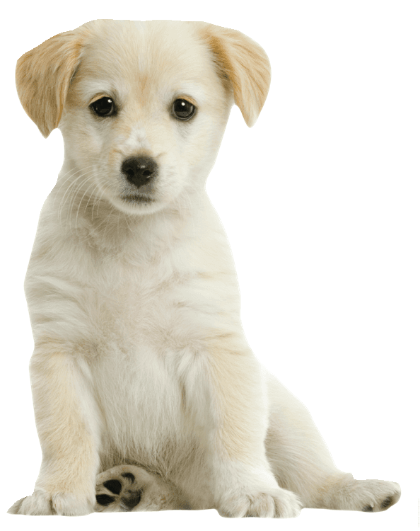 Puppy
