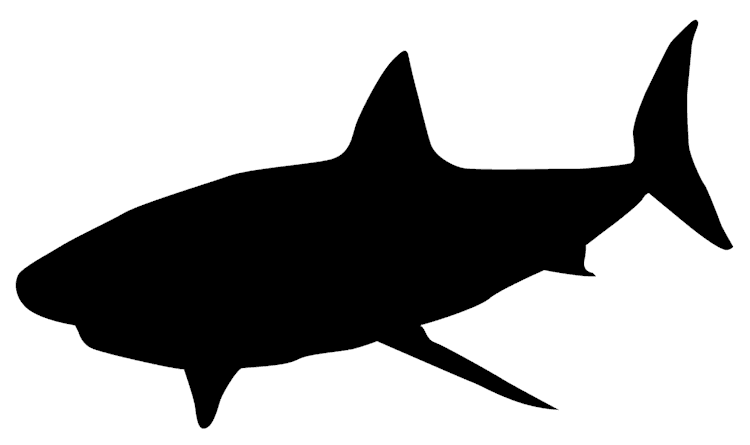 shark