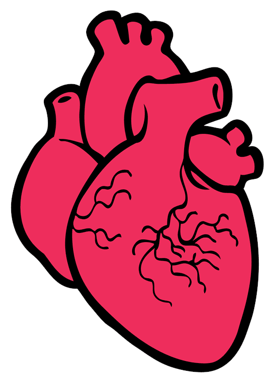 Realistic Heart