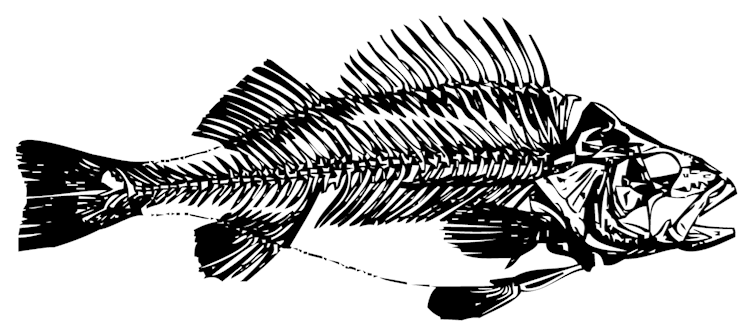 MP_Fish