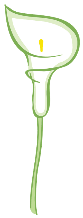 Lily Flower