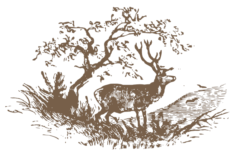 MP_DeerForest
