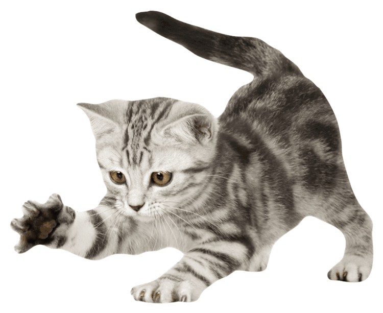 kitty