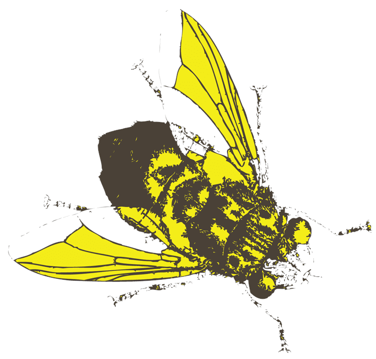 Bee Sketch