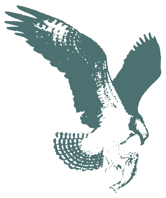 Hawk Eagle Drawing